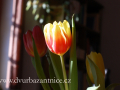 DSC_1948 tulipány ve váze