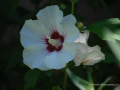 SPU_6693 w bílý ibišek-květ