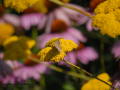 SPU_7252 w motýl, řebříček, echinacea