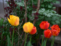 DSC_3769. w tulipány a libeček JPG