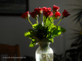 SPU_5973 w váza růží