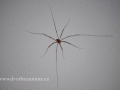 SPU_5706 W příroda - pavouk
