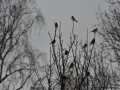 DSC_7733 w příroda - ptáci na větvích